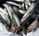 Новости: В Виннице ветеринарная милиция изъяла у керчанина 760 кг хамсы