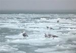 Новости » Общество: В Крыму прогнозируют замерзание моря и перебои с транспортом