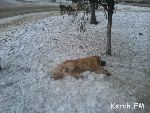 Новости » Общество: В Керчи пройдут две акции в защиту животных