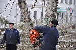 Новости » Экология: В Керчи снова вырубят тополя