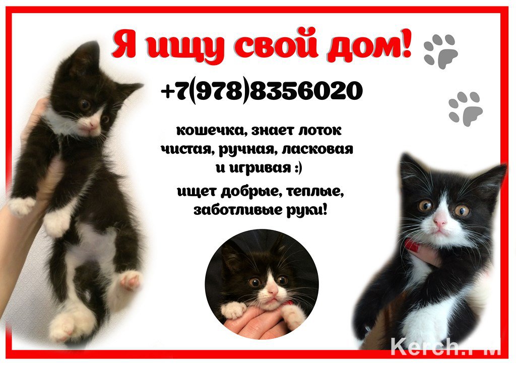 Красивое Объявление О Продаже Котят