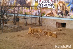 Новости » Общество: Зоопарк Уфы готов принять животных из крымских парков, закрытых в знак протеста