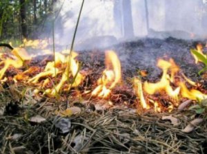 Новости » Общество: В Крыму пожарная опасность сохранится до пятницы