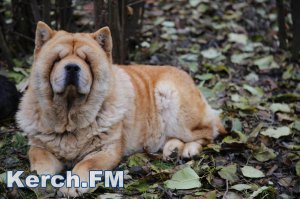 Новости » Общество: В Крыму нужно развивать механизмы защиты домашних животных от издевательств, – эксперт ОНФ