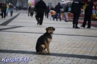 Новости » Общество: В Госкомветеринарии рассказали, как будут сокращать в Крыму количество бездомных животных