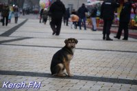 Новости » Общество: Керчь ждет 13 млн рублей на решение проблем с бродячими животными