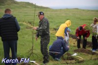 Новости » Общество: В Керчи высадили «Аллею Героев» в форме звезды