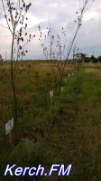 Новости » Общество: В Керчи засохли деревья, которые высадили в честь Героев Советского Союза