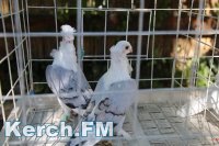 Новости » Культура: В Керчи проходит выставка голубей