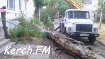 Новости » Общество: В Керчи во дворе жилого дома рухнул сухой тополь