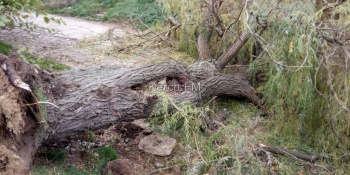 Новости » Общество: В Керчи упало дерево и полностью перекрыло дорогу