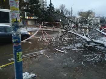 Новости » Общество: В Керчи упало дерево и перегородило тротуар