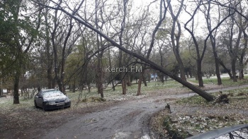 Новости » Общество: В Керчи дерево повисло над машиной