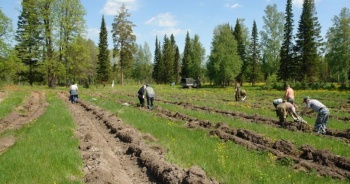 Новости » Общество: В Крыму высадят свыше 200 га лесов