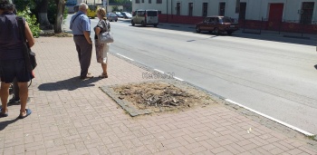 Новости » Общество: В центре Керчи старые деревья спилили, но оставили щепки и опилки