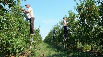 Новости » Общество: Крымским аграриям обещают 3 млрд руб государственной поддержки в 2020 году