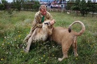 Новости » Общество: Руководство «Тайгана» согласилось устранить все нарушения в сафари-парке