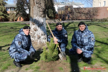 Новости » Общество: У администрации Керчи высадили 6-летние сосны