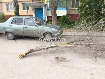 Новости » Общество: В Керчи на Ворошилова ветка с дерева упала на дорогу