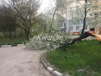 Новости » Общество: В Керчи ветер сломал цветущее дерево пополам