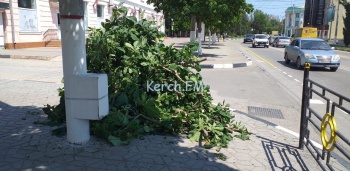 Новости » Общество: Все для парада: на Кирова спилили нижние ветки у каштанов