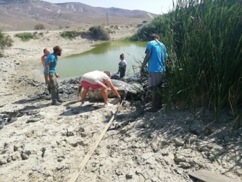 Новости » Общество: В Крыму спасли лошадь, которая застряла в иле водоема