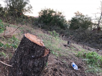 Новости » Экология: В Аршинцево продолжают вырубать деревья в районе противооползневых работ