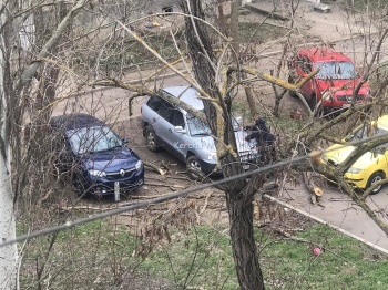 Новости » Общество: В Керчи за утро упало два дерева из-за сильного ветра