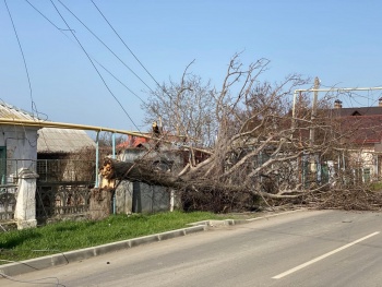 Новости » Криминал и ЧП: В Керчи на Толбухина упало дерево и оборвало провода