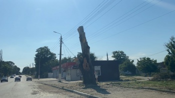 Новости » Общество: На Чкалова ограничивали движение из-за обрезки деревьев