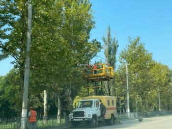 Новости » Общество: В Керчи на Генерала Петрова пилили верхушки деревьев