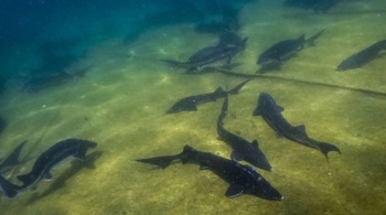 Новости » Общество: Почти 150 тонн осетра и форели произвели рыбные хозяйства в Крыму за год