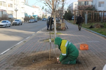 Новости » Общество: Зеленхоз высадил на ул. Самойленко саженцы катальпы