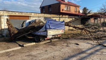 Новости » Общество: На Щорса дерево упало на «Газель» и перекрыло дорогу