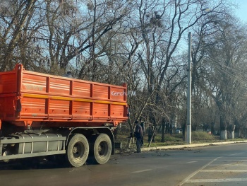 Новости » Общество: Спустя несколько недель коммунальщики решили собрать сухие ветки на Войкова