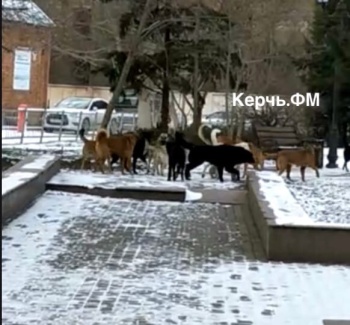 Новости » Общество: Керчане продолжают жаловаться на свору бездомных собак в центре города