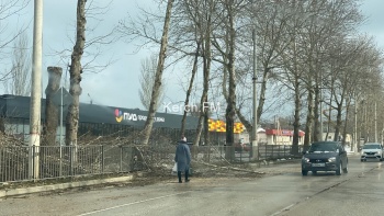 Новости » Общество: В Керчи на Генерала Петрова проводили обрезку деревьев