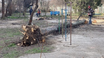 Новости » Общество: В Керчи возле многоэтажки упало дерево