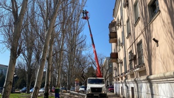 Новости » Общество: В Керчи на Кирова приступили к кронированию деревьев