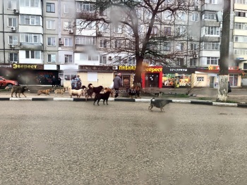 Новости » Общество: Очередная свора собак встречает керчан на улицах города