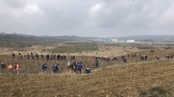 Новости » Общество: Клен, ясень и Лох Серебристый высадили у ШГС в Керчи