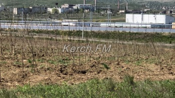 Новости » Общество: Керчане ждут, когда 15 тысяч деревьев на ШГС выпустят листья