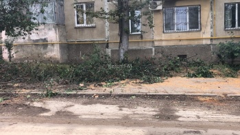 Новости » Общество: Утром на Льва Толстого в Керчи дерево перегородило проезжую часть