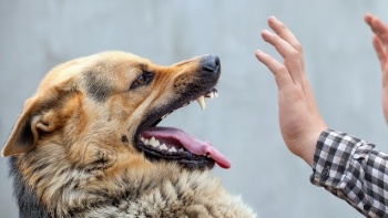 Новости » Общество: За неделю в Крыму домашние животные покусали 55 человек