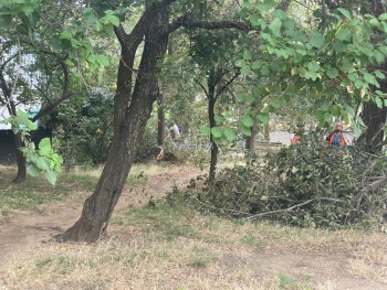 Новости » Общество: В Керчи на Сморжевского провели обрезку деревьев