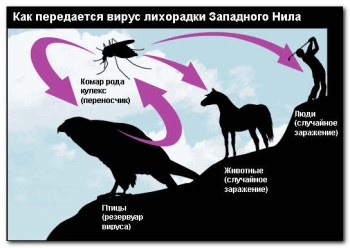 Новости » Общество: В восточном  Крыму зафиксировали заболевание Лихорадкой Западного Нила