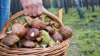 Новости » Общество: В Крыму женщина при сборе грибов заблудилась в лесу