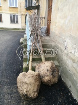 Новости » Общество: В керченском дворе в мороз собрались высаживать саженцы