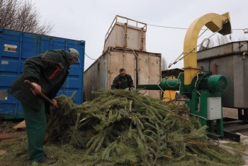 Новости » Общество: Из новогодних ёлок в Крыму делают эфирное масло