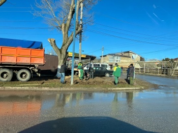 Новости » Общество: Лишь спустя несколько дней после работ керчанам освободили проход к остановке  от веток